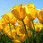 Tulips_small